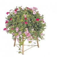 Zomerbloeiers in standing basket