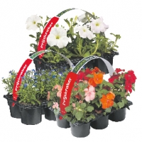 Zomerbloeiers hebben regelmatig vloeibare plantenvoeding nodig
