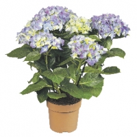 Hortensia