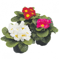 Primula’s Primula’s