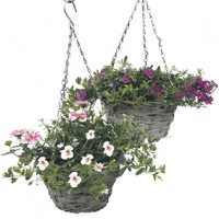Stekperkgoed in hanging basket