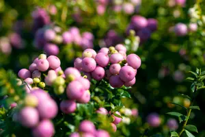 De geheimen van de Gaultheria