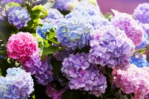 Een hemelse Hortensia met onze 7 tips!