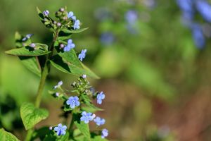 Hemelsblauwe bloemen voor Hemelvaart