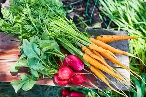 In 7 stappen een moestuin