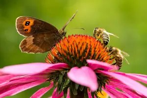 Insecten vervelend? We hebben ze nodig en dit is waarom...