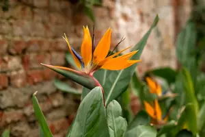 Koningsdag! 'Oranje boven' in huis en tuin!