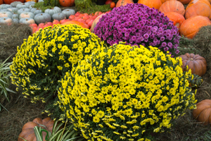 Nazomertopper: Bolchrysant