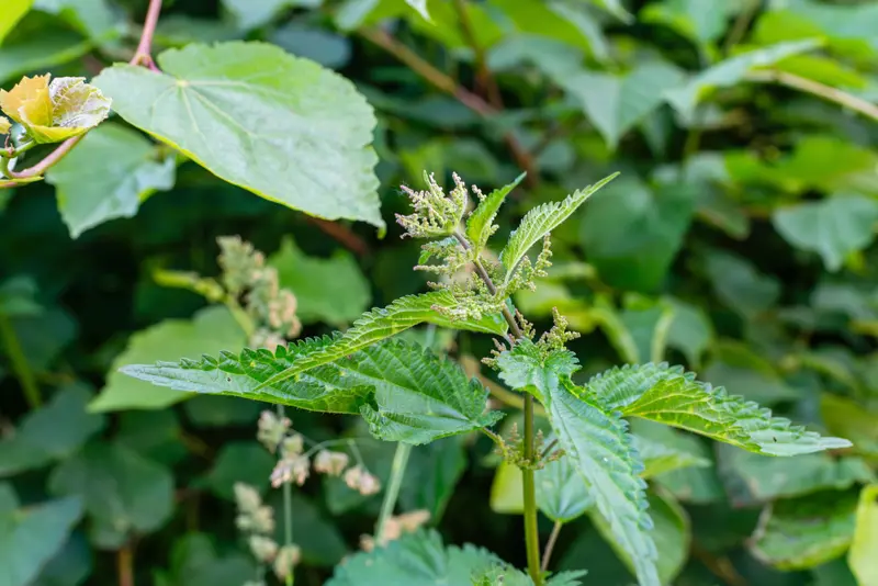 Onkruid eten? 7 verrassende planten die gewoon op je bord kunnen
