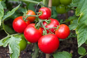 Redenen om een eigen moestuin te beginnen