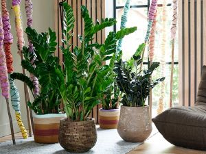 Zamioculcas: Woonplant van de maand januari 2020