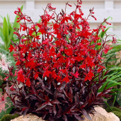 Campanulaceae