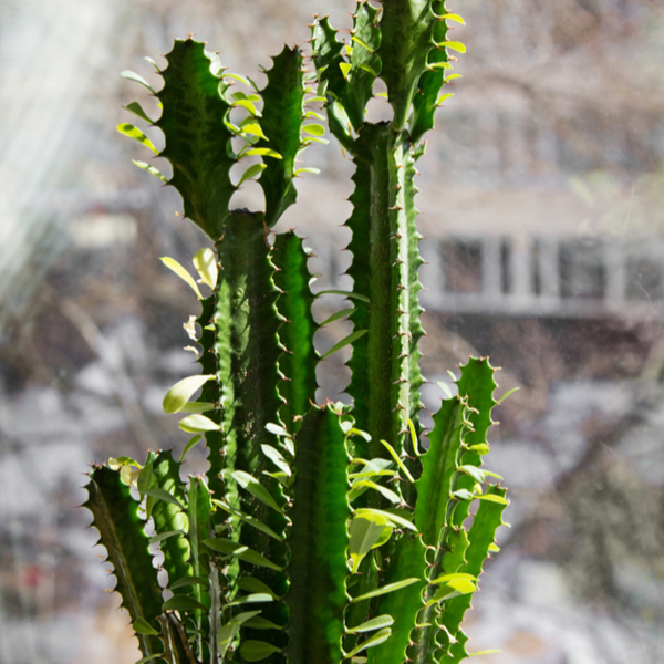 Euphorbia cactus De Carlton